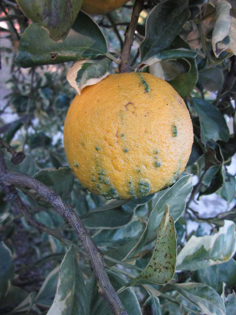            Fruit (Winter Haven, FL)   